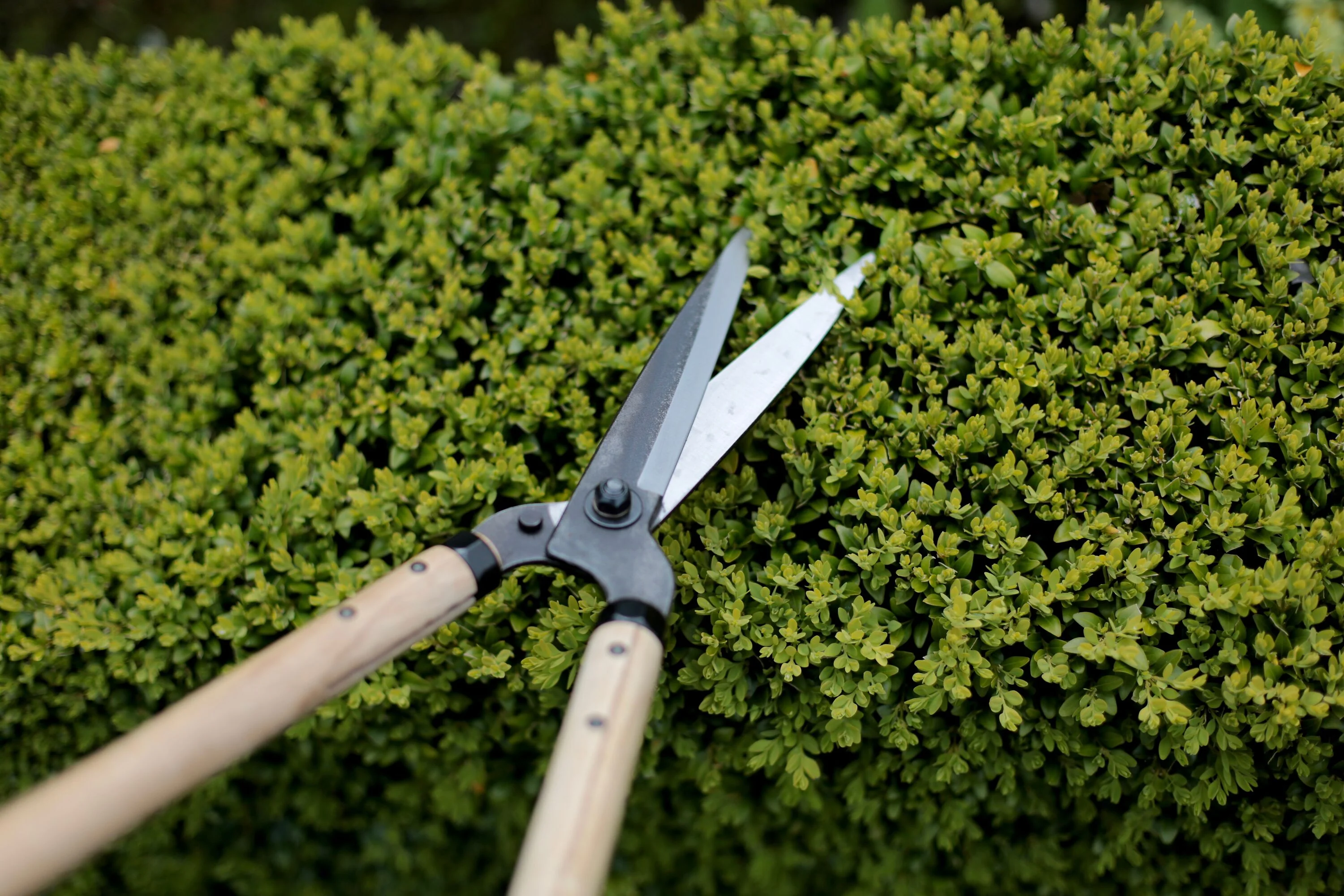 Niwaki Garden Shears Standard - Image 3