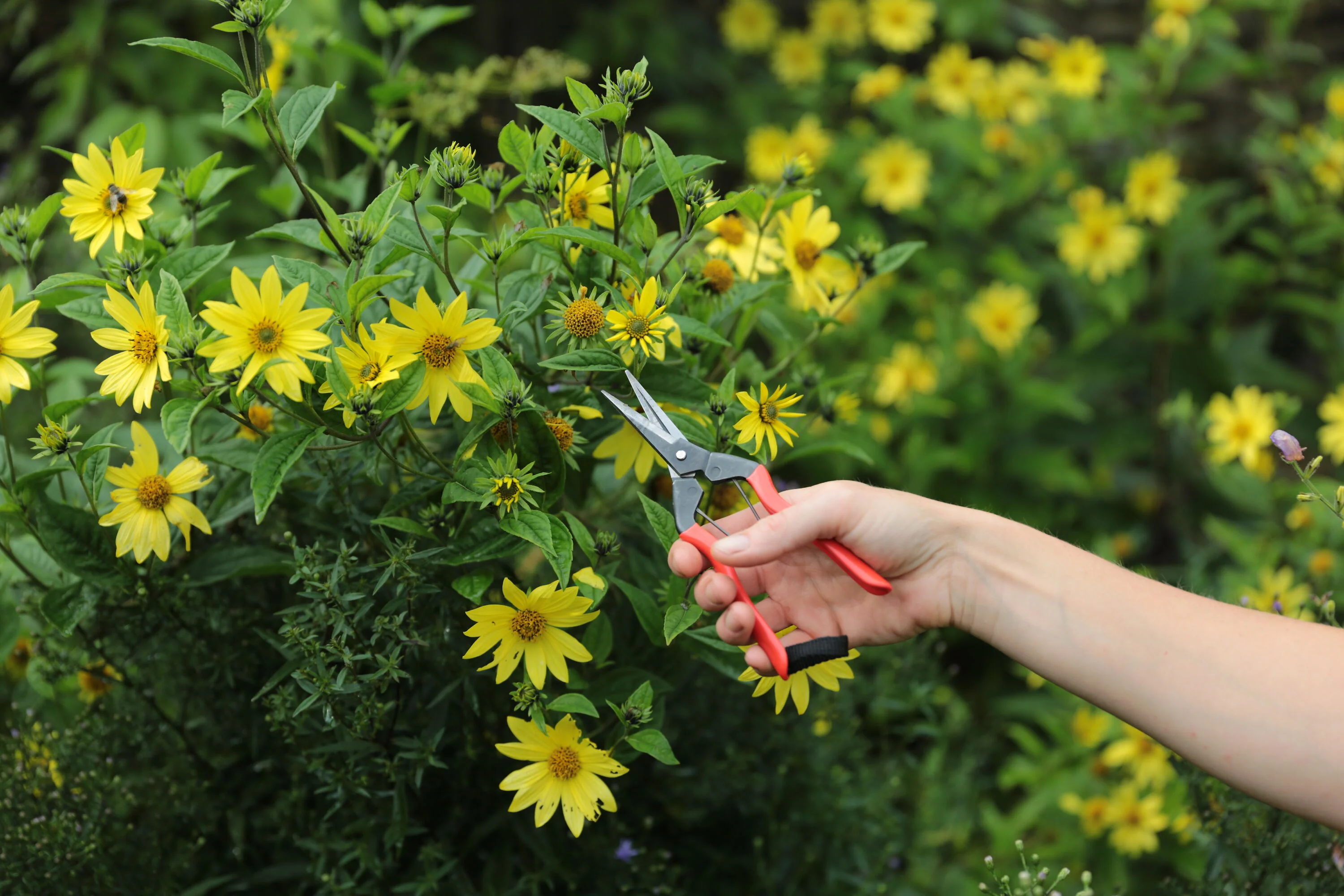 Niwaki Garden Snips - Image 4